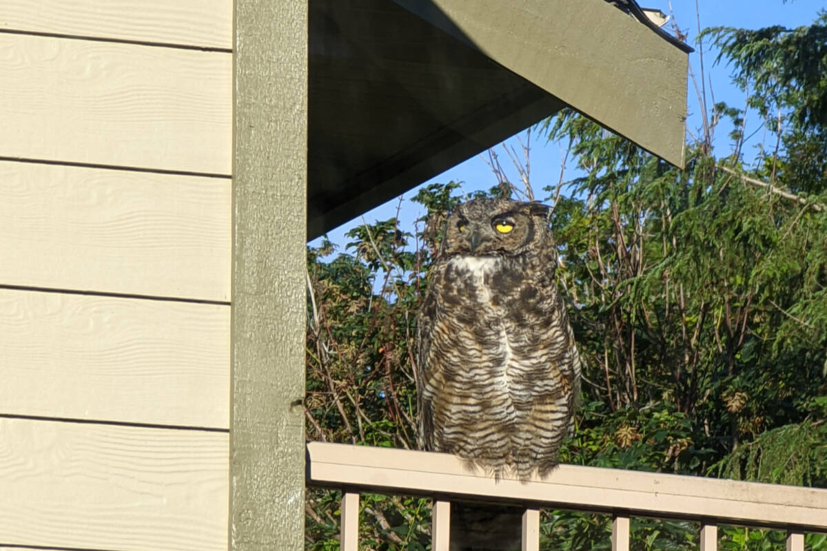 Sooke residents were treated to a special visitor Tuesday morning. (Courtesy Linda Gabriel)
