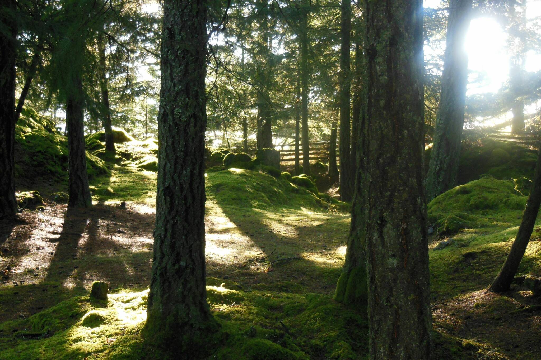 The Lheidli T’enneh First Nation will have exclusive timber harvesting rights to an estimated 217,312 hectares within the Nation’s territories east of Prince George (contributed photo).