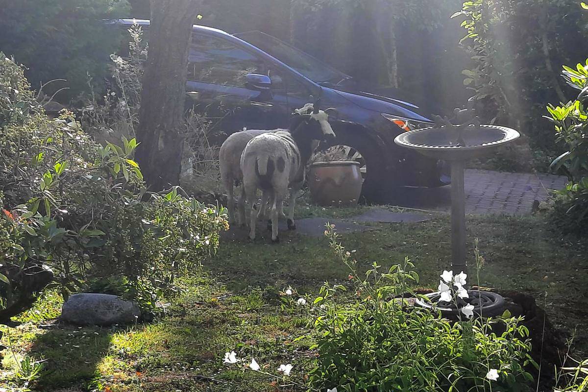 Two sheep escaped and were found wandering in Central Saanich. (Courtesy of Central Saanich police)