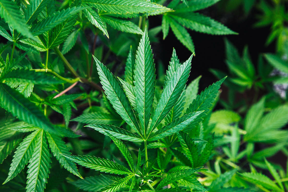 The Kispiox First Nation has reached an agreement with the province of B.C. to pursue commercial cannabis opportunities. (file photo)
