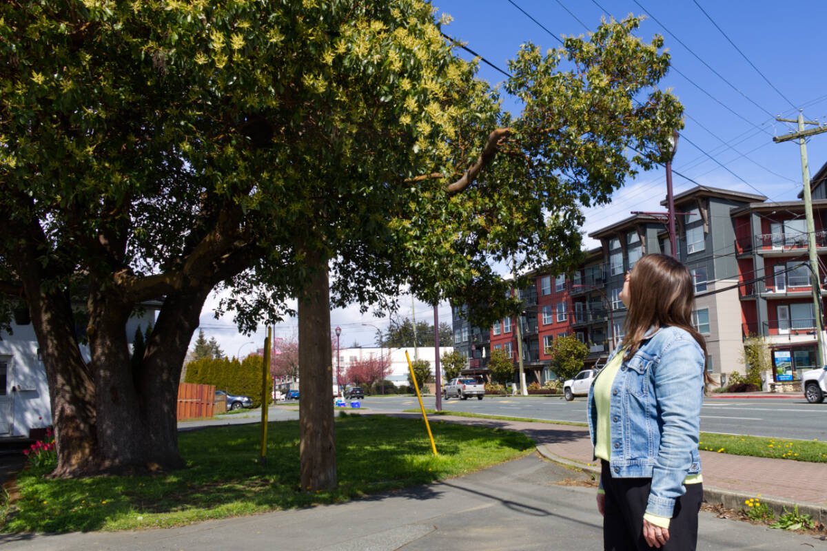 A pitch to add more tree protection requirements into the City of Langford’s rezoning process fell on mostly deaf ears at Monday’s (July 18) council meeting. (Black Press Media file photo)