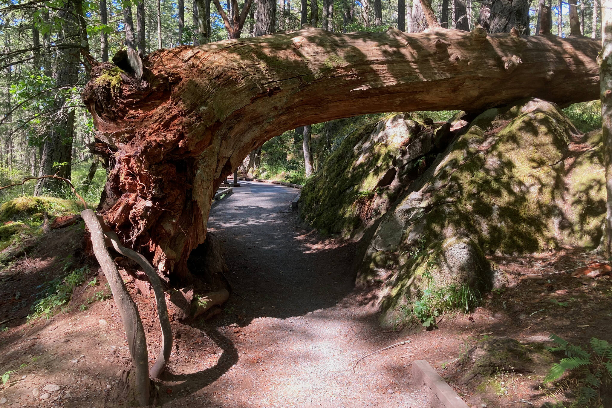 The Mysterious doorway is one of the natural oddities highlighted on the Elsie King Trail in Francis King Regional Park. (Bailey Moreton/News Staff)