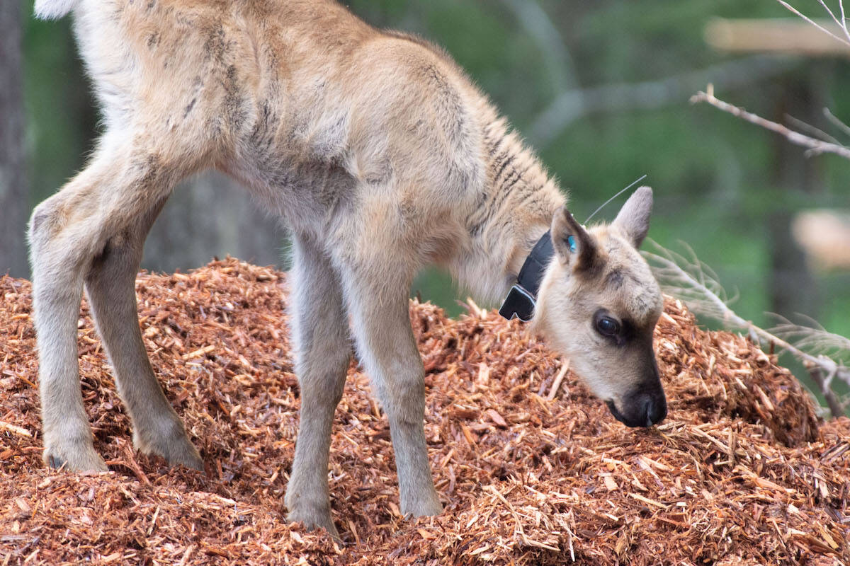 A caribou calf explores the snow pile in the Central Selkirk Caribou Maternity Pen. (Photo courtesy of Amelie Mathieu, Arrow Lakes Caribou Society)