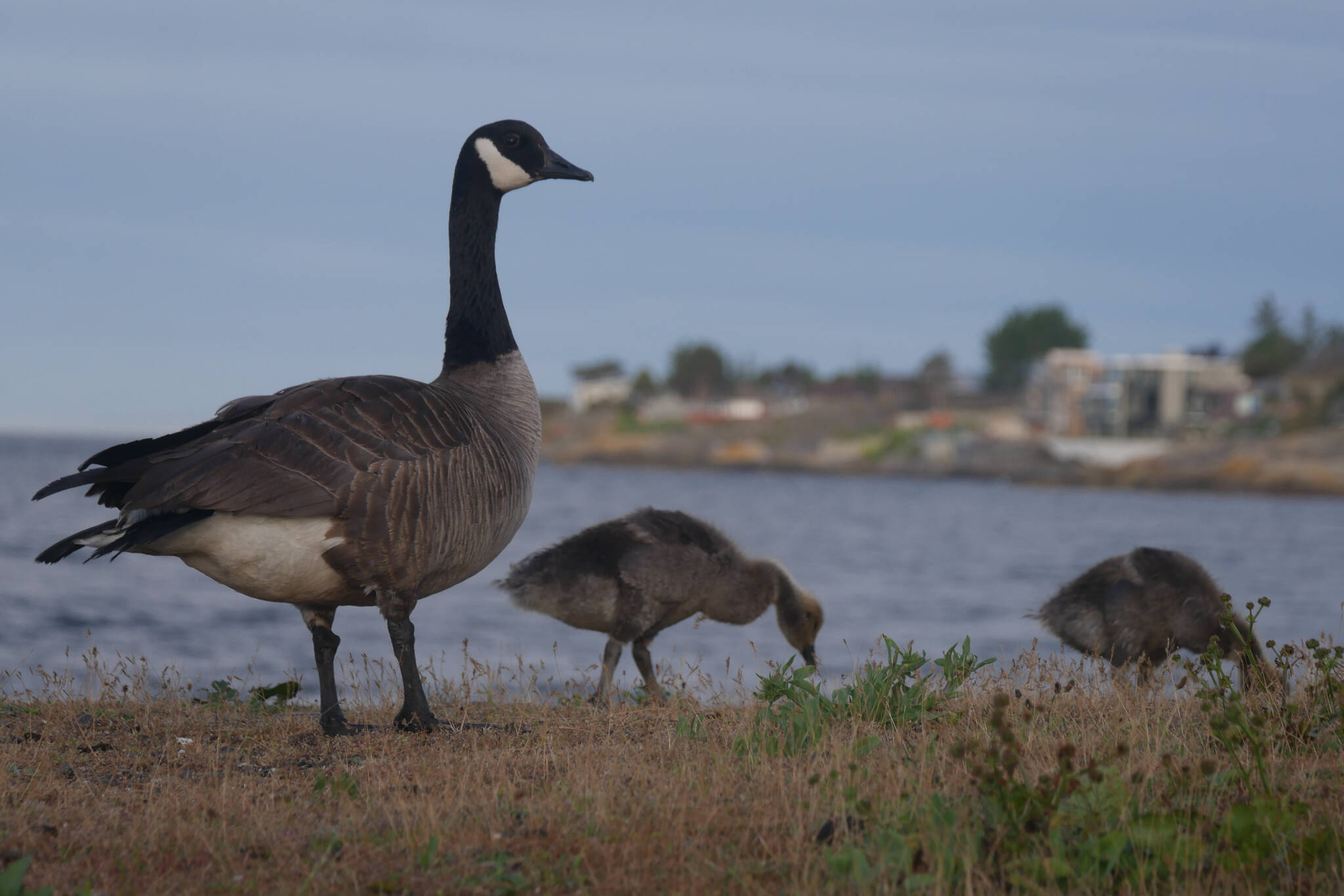 A Canada goose family enjoys a Monday morning breakfast together at Oak Bay’s Kitty Islet. Bruce Harrison of Ducks Unlimited Canada said the abundance of geese in B.C. causes water contamination, algae blooms and messy sports fields. (Evert Lindquist/News Staff)