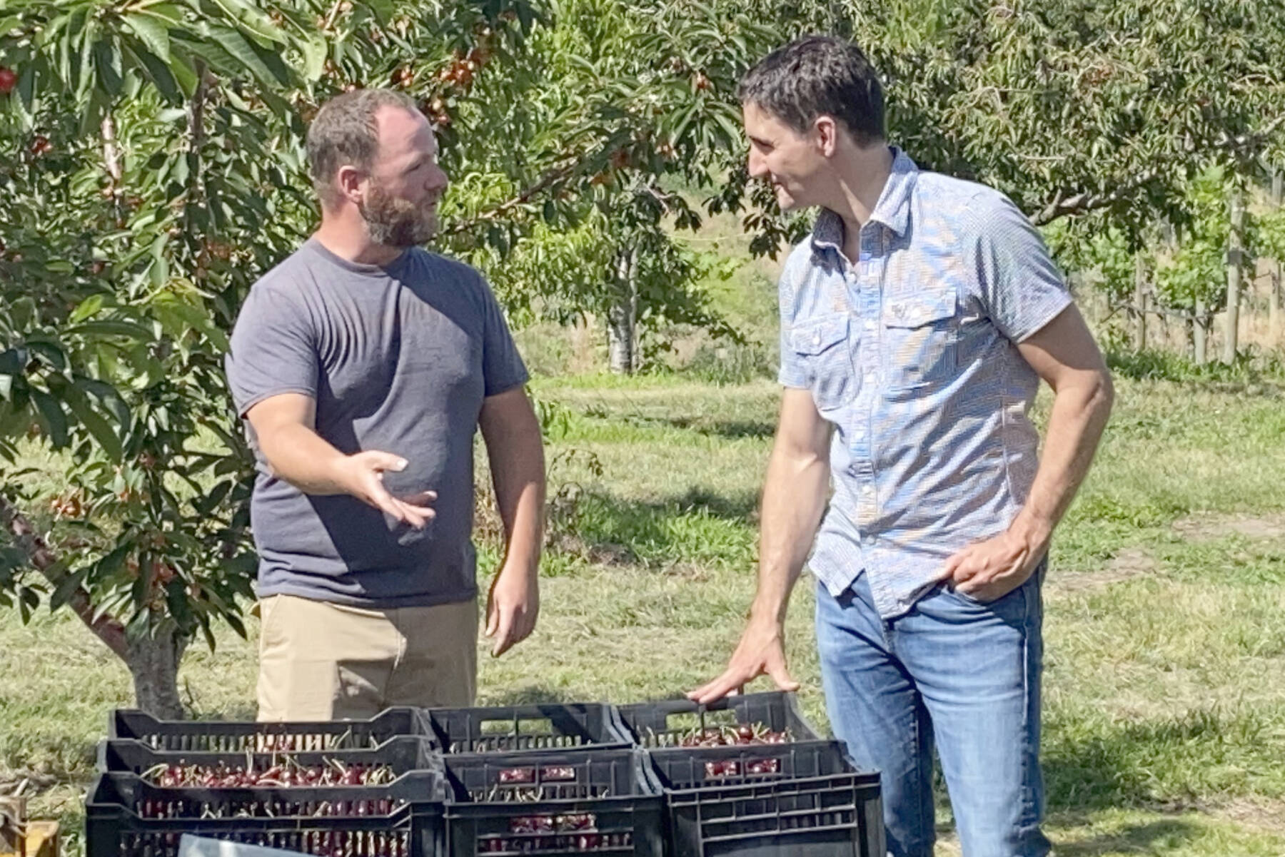 Summerland orchardist Derek Lutz, at left, discusses cherry growing with Prime Minister Justin Trudeau. Security was present during Trudeau’s recent visit to the region. (John Arendt - Summerland Review)
Summerland orchardist Derek Lutz, at left, discusses cherry growing with Prime Minister Justin Trudeau during Trudeau’s visit to the region in July, 2022. (John Arendt - Summerland Review)