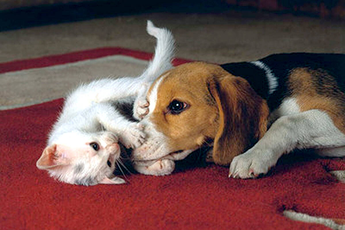 Most British Columbians choose to leave their air conditioning on for their pets when they are away from home on hot days, BC Hydro found in a June 2022 survey. (CNW Group/Canadian Animal Health Institute)