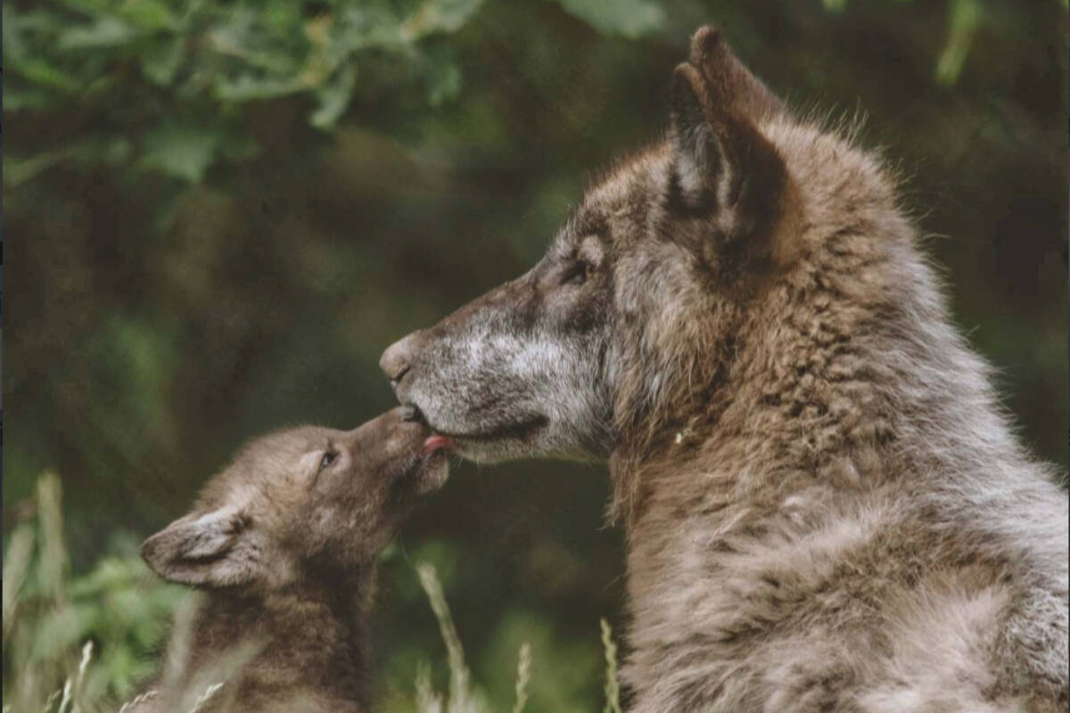 One of the missing wolves, a cub called Tempest, was eventually located and is back with the pack. (Courtesy GVZoo)