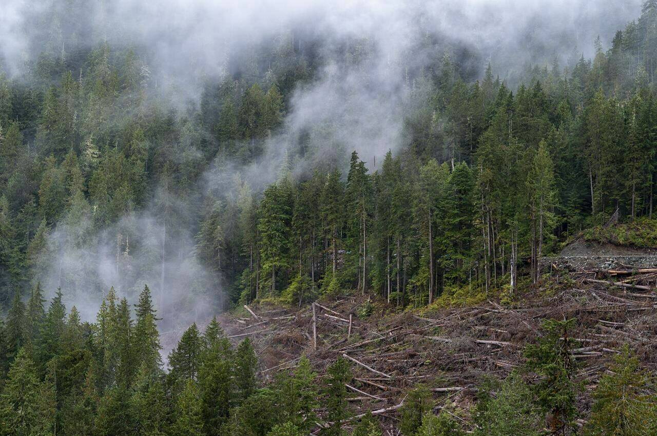 The clouds move among the old-growth forest in the Fairy Creek logging area near Port Renfrew. (THE CANADIAN PRESS/Jonathan Hayward)