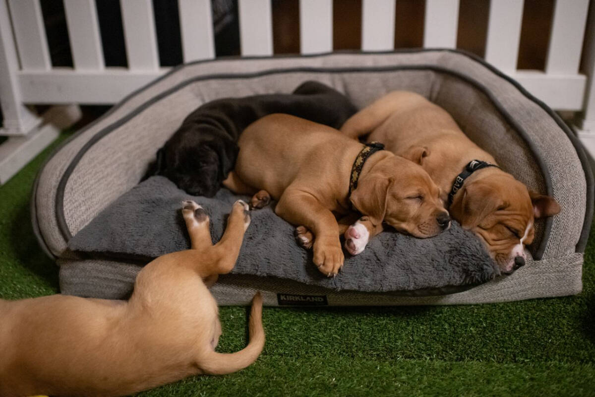 The cuddle lounge at the 2019 Offleashed Gala. (Courtesy Victoria SPCA)