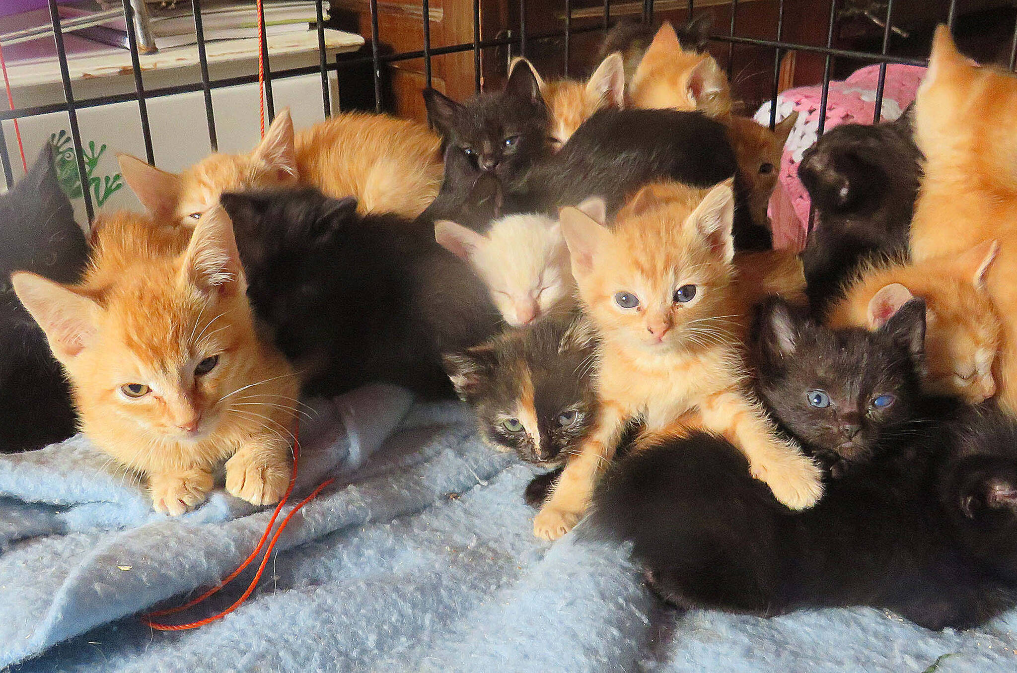 NEW CUTLINE Sooke Animal Food & Rescue Society is moving to a farm near port Renfrew, but will continue to assist abandoned cats in Sooke. (Contributed - SAFARS)