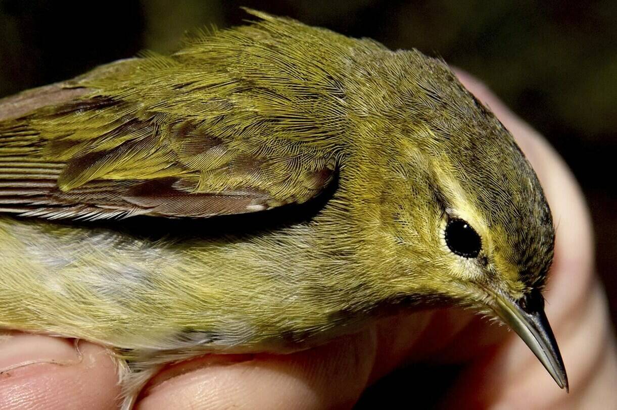 FILE - Luke DeGroote holds a Tennessee warbler for a closeup after getting caught in a long net at the Powdermill Avian Research center on May 8, 2018, near Rector, Pa. A new online atlas of bird migration, published on Thursday, Sept. 15, 2022, draws from an unprecedented number of scientific and community data sources to illustrate the routes of about 450 bird species in the Americas. (Darrell Sapp/Pittsburgh Post-Gazette via AP, File)