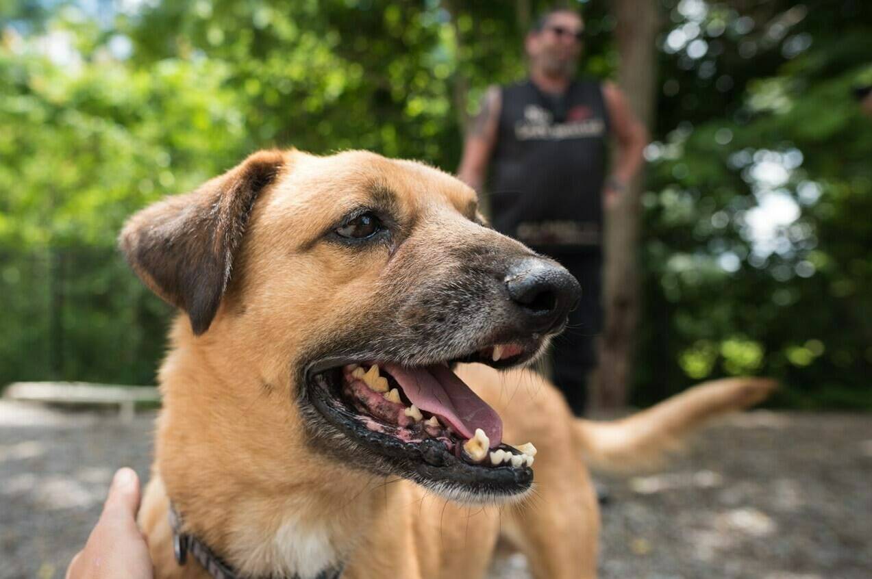 Gibson, a rescue from Afghanistan, is photographed at No Dogs Left Behind in Toronto on Wednesday, June 29, 2022. Federal authorities are set to close Canada’s borders Wednesday to commercial dogs, including ones being put up for sale or adoption, from more than 100 countries deemed to be at high risk for canine rabies. THE CANADIAN PRESS/Tijana Martin