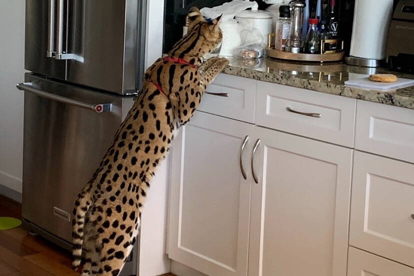 Brentwood Bay serval Cassia enjoys the indoors but discovered a way to explore, letting herself out the back door on Oct. 6. (Courtesy Sylvia Lammers)