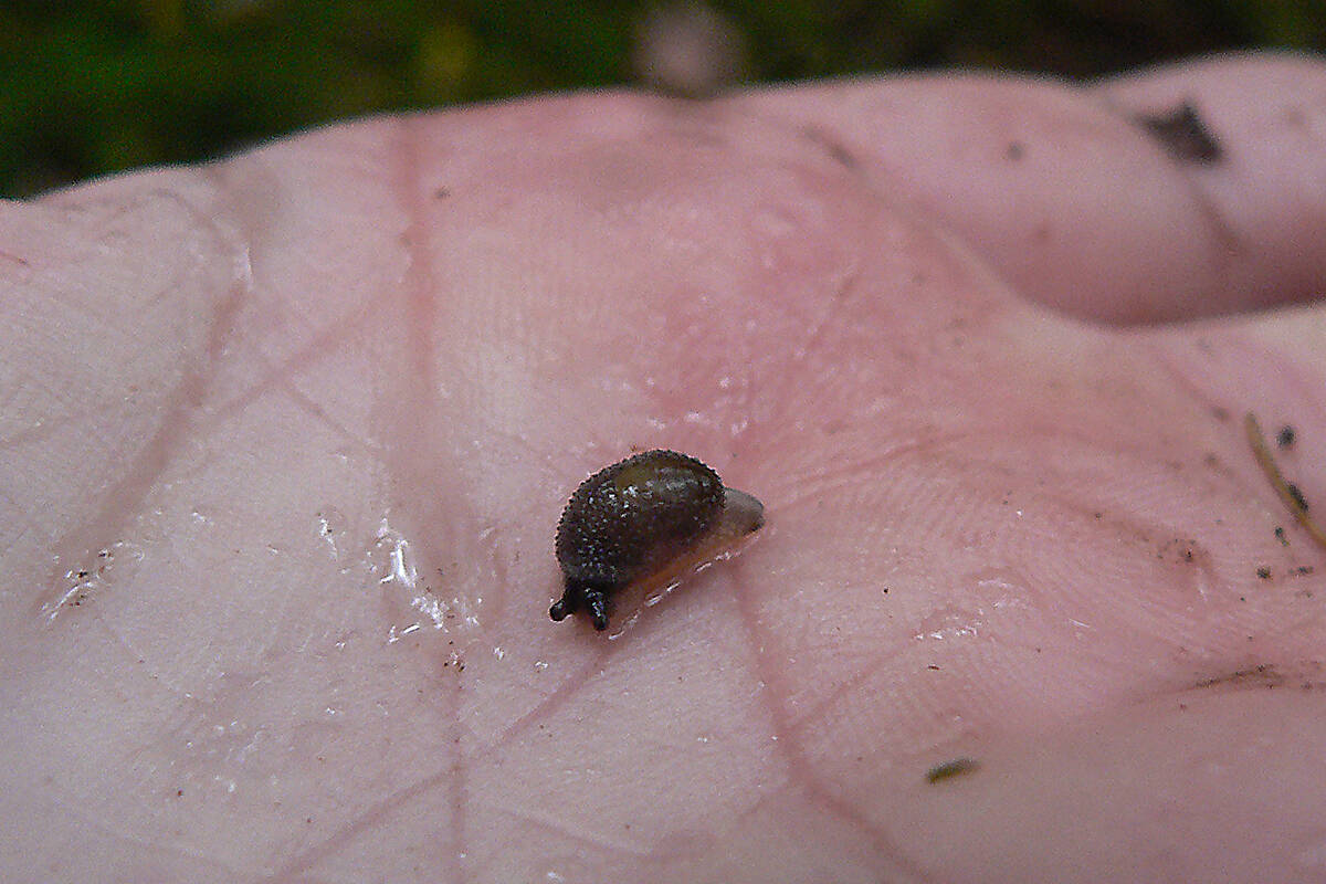 A warty jumping-slug, a species of special concern under the federal Species at Risk Act, is set to be helped with the land acquisition. (Courtesy of Lennart Sopuck)