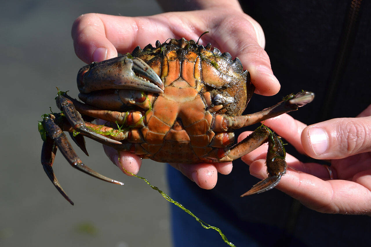 European green crabs can be identified by the five spines on each side of their eyes and can range in colour from green, yellow and orange. (Black Press Media file photo)