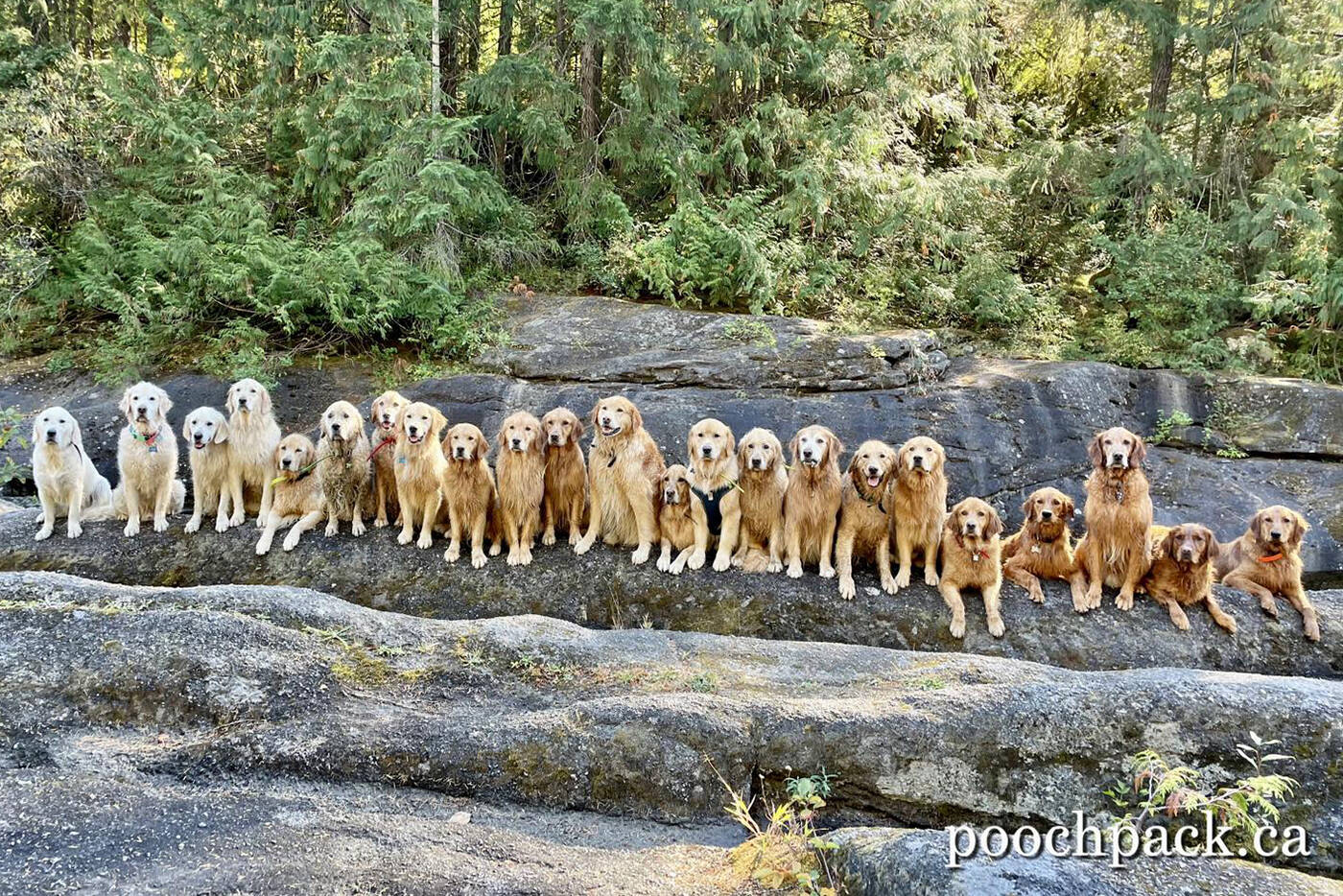 23 golden retrievers pose for a photo along the Nanaimo River on Wednesday, Oct. 12. (Photo courtesy Pooch Pack Adventures)
