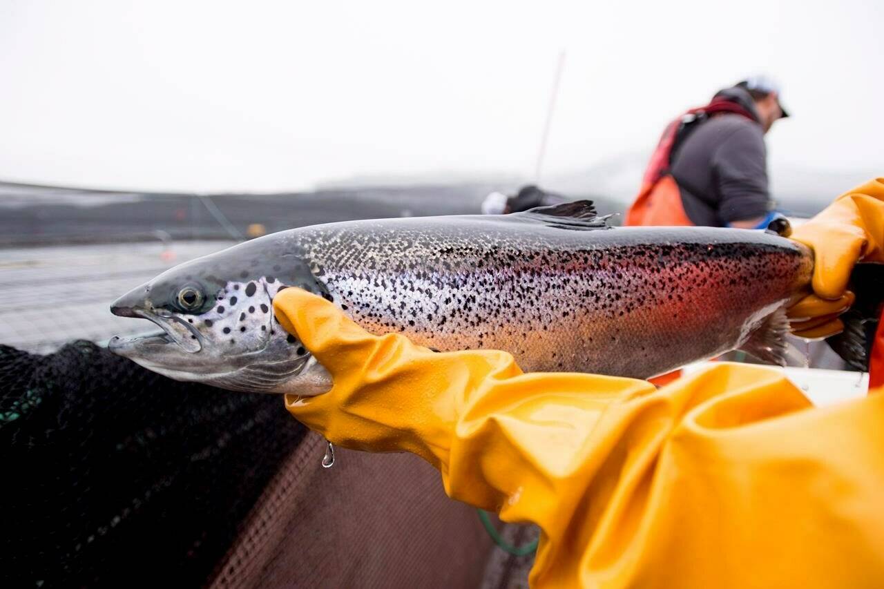 An Atlantic salmon is seen during a Department of Fisheries and Oceans fish health audit at the Okisollo fish farm near Campbell River, B.C. Wednesday, Oct. 31, 2018. The executive director of British Columbia’s salmon farmers association says a formalized consultation process for the future of the industry is welcome after several years of “ad hoc” discussions stemming from the Liberal government’s pledge in 2019 to end open-net pen salmon aquaculture off B.C.’s coast. THE CANADIAN PRESS /Jonathan Hayward