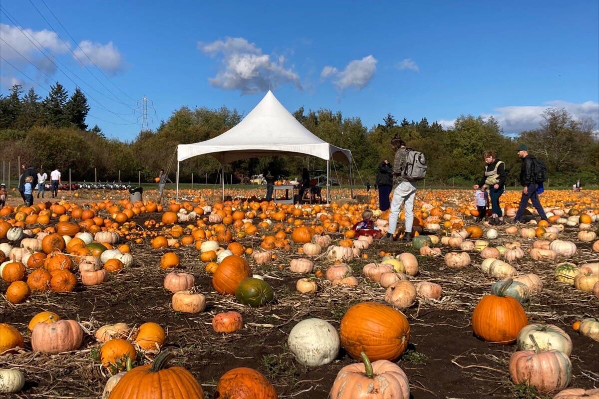 A diversity of sizes are at hand with the traditional orange pumpkin available as well blue, pink, white and warty pumpkins at Galey Farms. (Austin Westphal/News Staff)