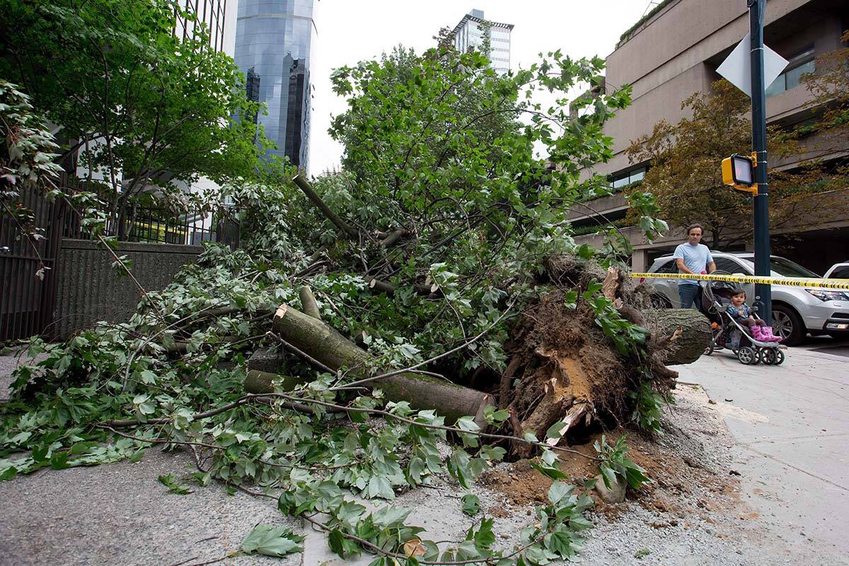 A man pushing a young girl in a stroller walks past a large tree that was downed during a windstorm in downtown Vancouver, B.C., on August 29, 2015. BC Hydro is warning 2022’s storm season could see much of the same. THE CANADIAN PRESS/Darryl Dyck