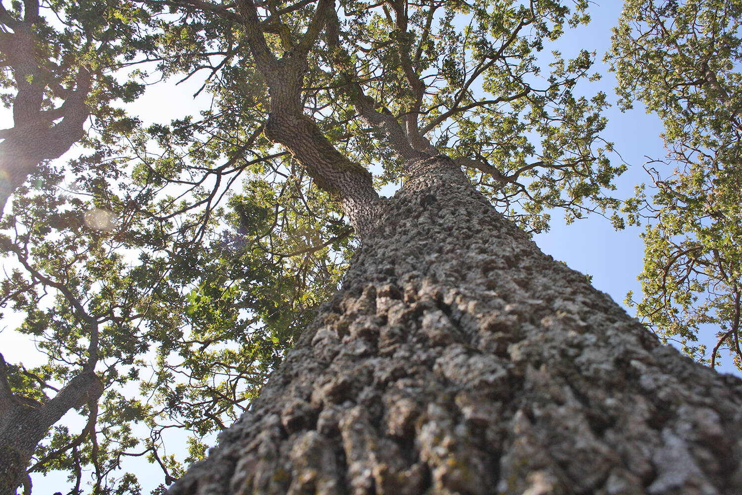 Oak Bay celebrates trees with demonstrations and information on Nov. 6 from 10 a.m. to 1 p.m. in the 3100-block of Midland Road. (Black Press Media file photo)