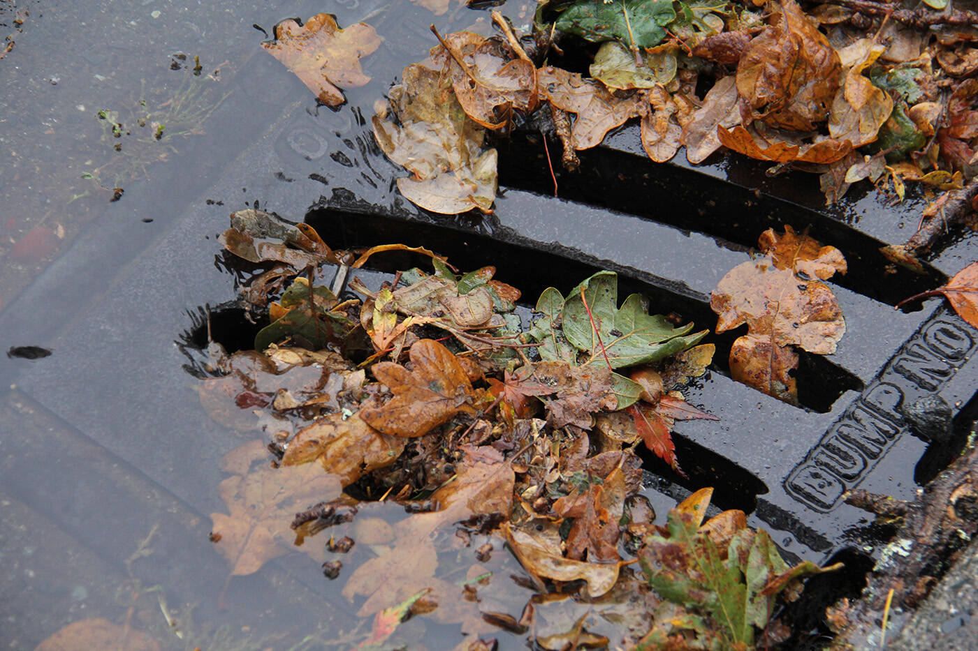Oak Bay reminds residents to help keep water where it belongs by adopting neighbourhood catch basins to keep clear. (Black Press Media file photo)
