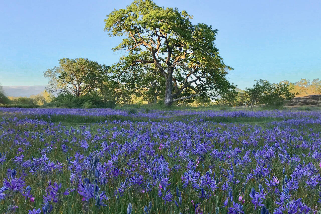 Oak Bay closes the central meadow of Uplands Park each winter to protect the endangered ecosystem. (Photo by Wylie Thomas)