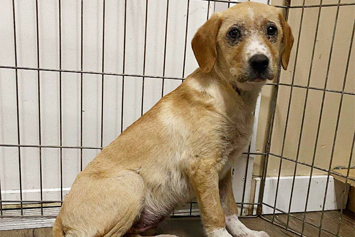 Poppy the puppy sits in the Alberni-Clayoquot SPCA branch in Port Alberni after being left outdoors overnight at the centre. (BC SPCA PHOTO)