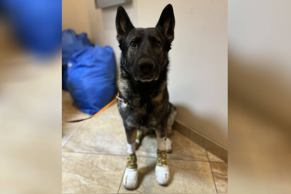 A three-year-old German shepherd suffered significant injuries after falling off the back of a truck it was tethered to. (Submitted photo)
