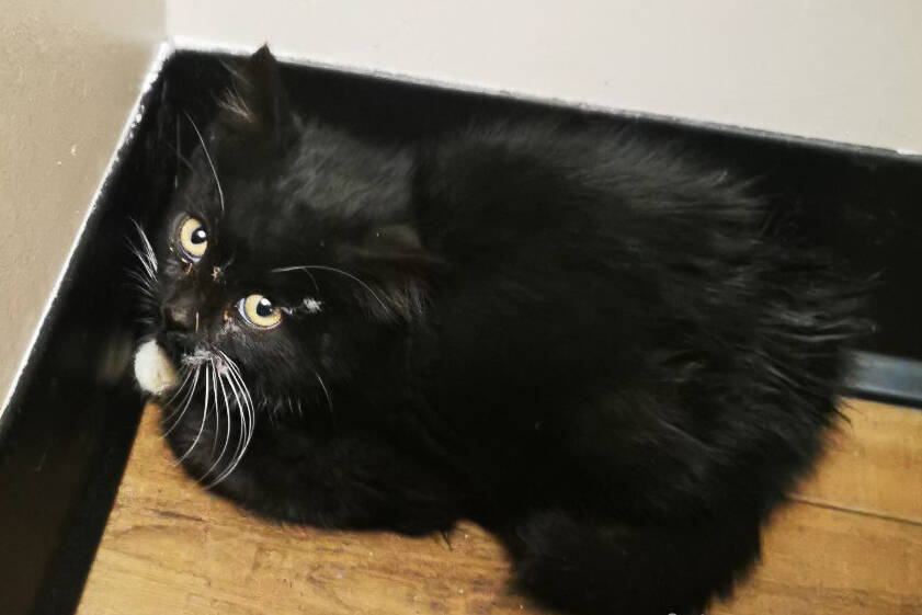 A kitten crawled inside the engine compartment of a firetruck at a crash Sunday, Nov. 27 and was discovered back at the firehall. (City of Vernon photo)