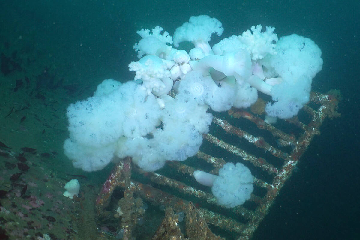 The HMCS Columbia which was turned into an artificial reef off Quadra Island is teeming with life. Photo contributed