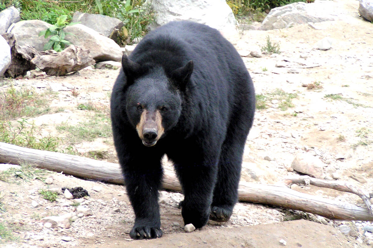 A black bear lumbers along the banks of the Sooke River. A Whistler woman pleaded guilty in 2021 to feeding and attracting black bears to her property. (Contributed - Gary Schroyen)
