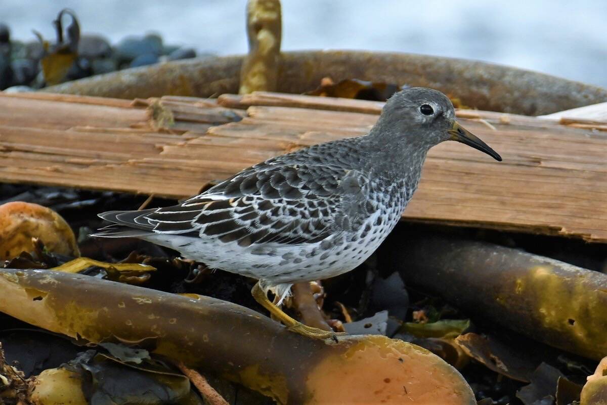 Oak Bay birders hope to spot a rock sandpiper during the 2022 Christmas Bird Count. (Photo Geoffrey Newell)