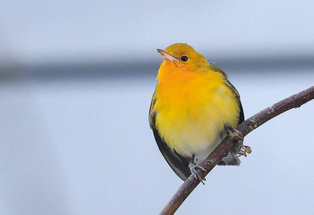 A Prothonotary Warbler is shown in this handout image. A tiny warbler spotted flying in a Vancouver parking garage is not only on the wrong side of the country, its on the wrong continent for this time of year. The Wildlife Rescue Association says it captured the Prothonotary warbler without incident out of concern for its health. THE CANADIAN PRESS/HO-Wildlife Rescue Association of BC-Melissa Hafting