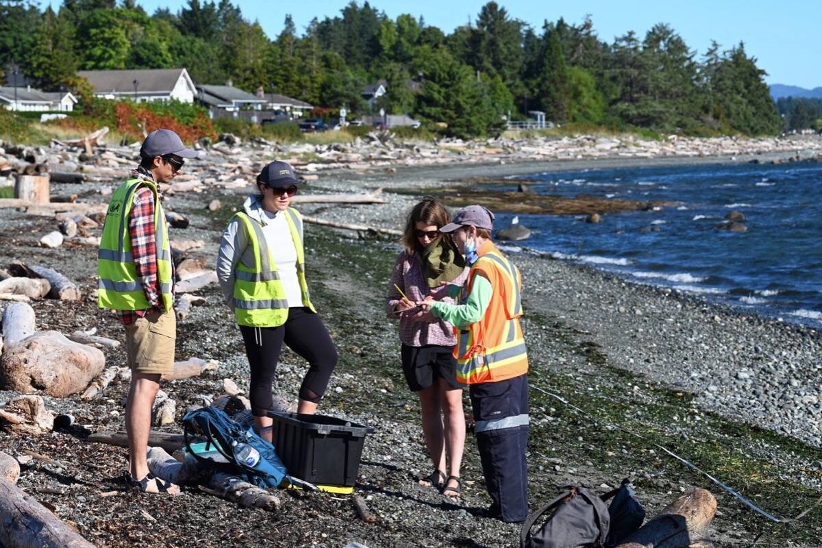 Project Watershed staff and volunteers prepare to sample the beach at Frank James Park in Campbell River on Aug. 11 to assess the site for beach-spawning forage fish. The Coastal Marine Strategy will be integrated with the province’s Wild Salmon Strategy and new watershed security strategy. Photo by Sean Feagan / Campbell River Mirror.