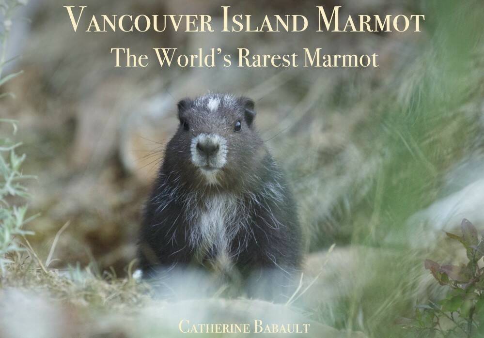 Catherine Babault releases Vancouver Island Marmot, The World’s Rarest Marmot, on Dec. 21. Catherine Babault photo