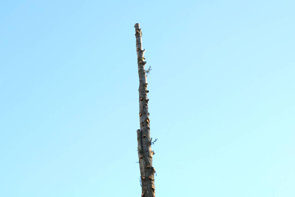 A tree that’s been stripped at a site on Brock Avenue in Langford on Dec. 14. (Bailey Moreton/News Staff)