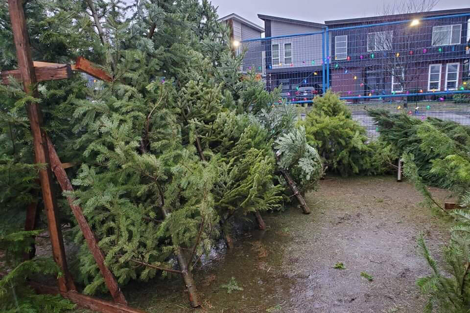 The Happy Christmas Tree Co. selling trees off the Luxton Fairgrounds just didn’t see the shopping traffic this year and now has 300 trees left when they should be sold out. (Happy Christmas Tree Co./Facebook)