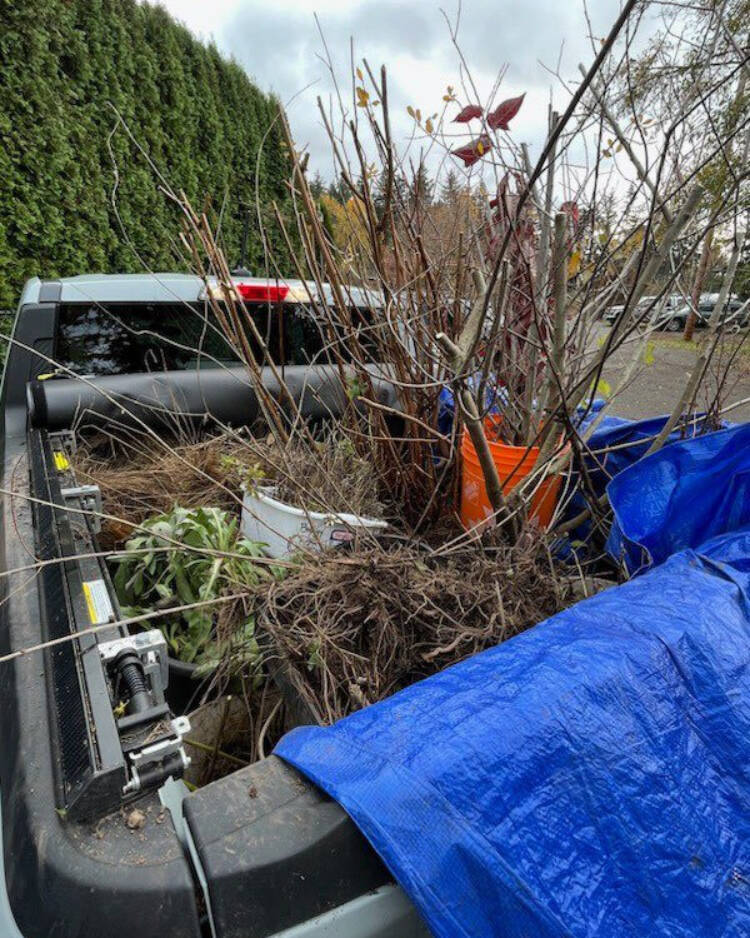 While moving their native seed field, Satinflower Nurseries offered community members the opportunity to dig up and keep large quantities of plants that wouldn’t be making the move, free of charge. Some now grow adjacent to Bowker Creek in Oak Bay. (Bowker Creek Salmon Recovery/Facebook)