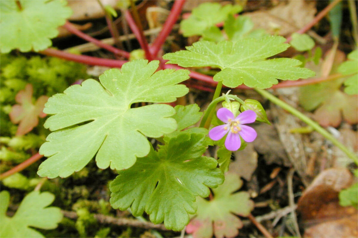 The invasive shiny geranium, distinguishable by its red, smooth stem and glossy leaves, is a plant species being closely monitored by the Capital Region District, as well as the province. (Bruce Newhouse/King County Department of Environment)