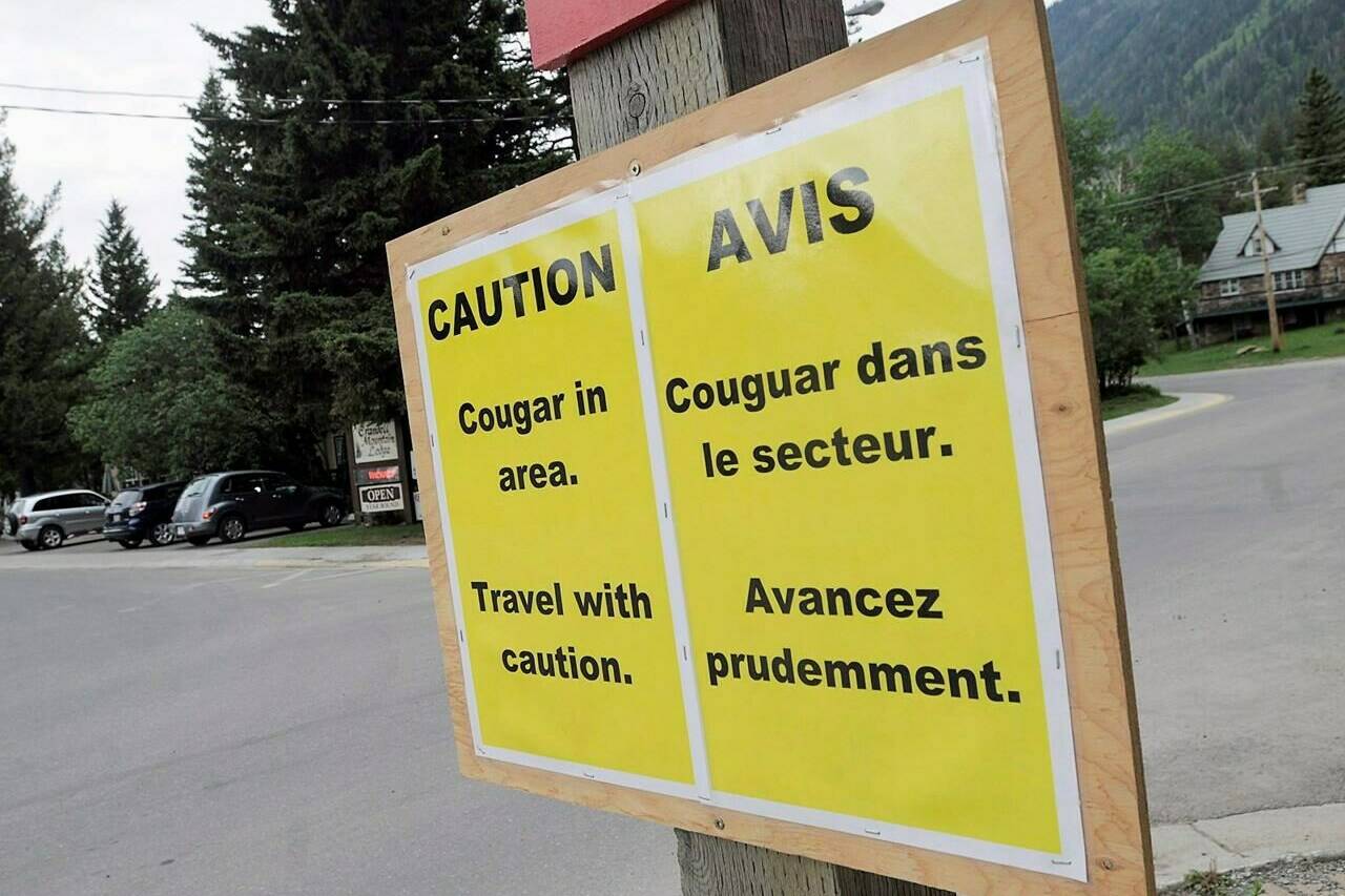 A sign at the entrance to town warns of the recent cougar activity Sunday, June 21, 2009 in Waterton Lakes National Park, Alta. A large cougar is prowling a tiny but densely populated island just off Nanaimo, B.C., and officials with the Environment Ministry say conservation officers are keeping a close eye on the situation. THE CANADIAN PRESS/Ian Martens