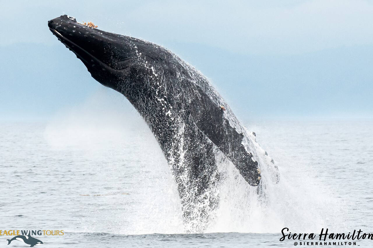 Eagle Wing Tours highlights this year on the Salish Sea with four Top 5 galleries from its team of photographers. (Sierra Hamilton photo courtesy Eagle Wing Tours)