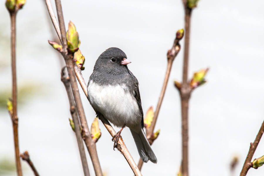 A dark-eyed junco perched on a branch of a budding shrub. A record-setting 1,894 dark-eyed juncos were recorded in this year’s Christmas Bird Count in Sooke. (Alan B. Schroeder – Shutterstock.com)