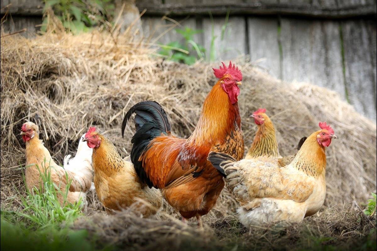 The avian flu has been detected on two, small non-commercial chicken coops in the Alberni-Clayoquot Regional District. (Pixabay photo)