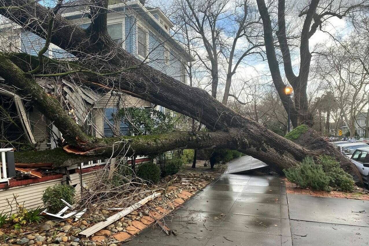 A tree collapsed and ripped up the sidewalk damaging a home in Sacramento, Calif., Sunday, Jan. 8, 2023. The weather service’s Sacramento office said the region should brace for an even more powerful storm system to move in late Sunday and early Monday. “Widespread power outages, downed trees and difficult driving conditions will be possible,” the office said on Twitter. (AP Photo/Kathleen Ronayne)