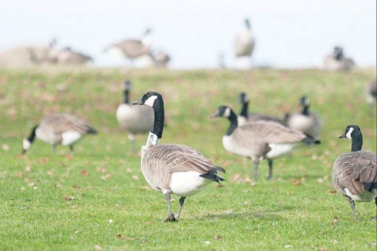 The CRD wants to cull geese in Greater Victoria. (Black Press file photo)