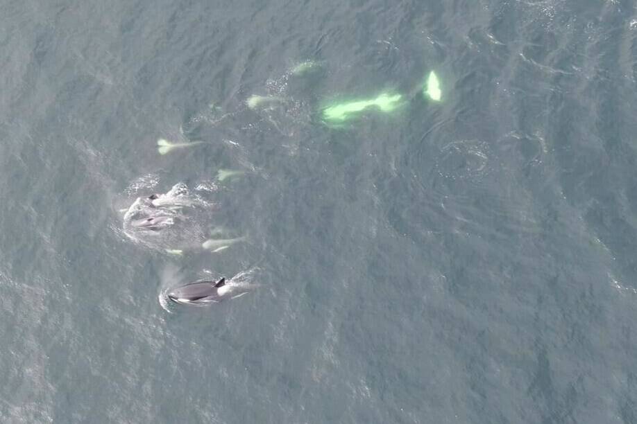 Whales in the Gulf Islands, a southern resident killer whale critical habitat, are shown in a handout photo. Toxic chemicals from toilet paper have been found in the bodies of British Columbia’s endangered orcas, according to a study conducted by marine scientists.THE CANADIAN PRESS/HO-Fisheries and Oceans Canada-Paul Cottrell **MANDATORY CREDIT**