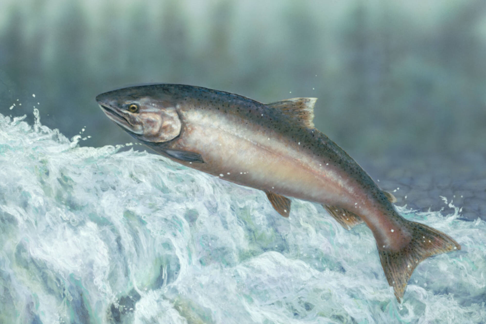 Chinook painting, Valerie Rogers.