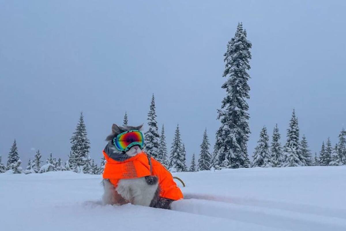 Adding a bit of colour to the landscape @kimberleyalpineresort. (greatgramsofgary/ Instagram)