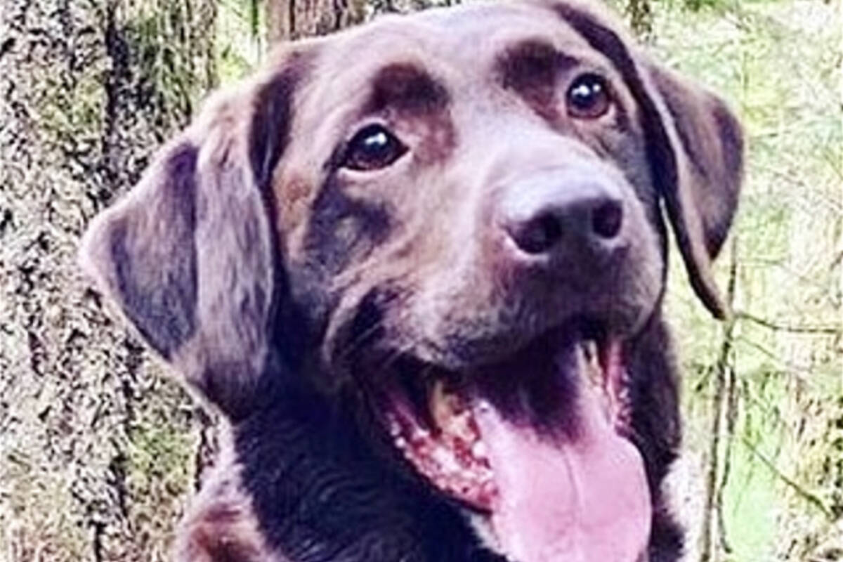 Since being brought to Campbell River Search and Rescue, the lovable Lab has seen more than 50 rescue missions spanning all over B.C. Photo Courtesy Campbell River Search and Rescue.