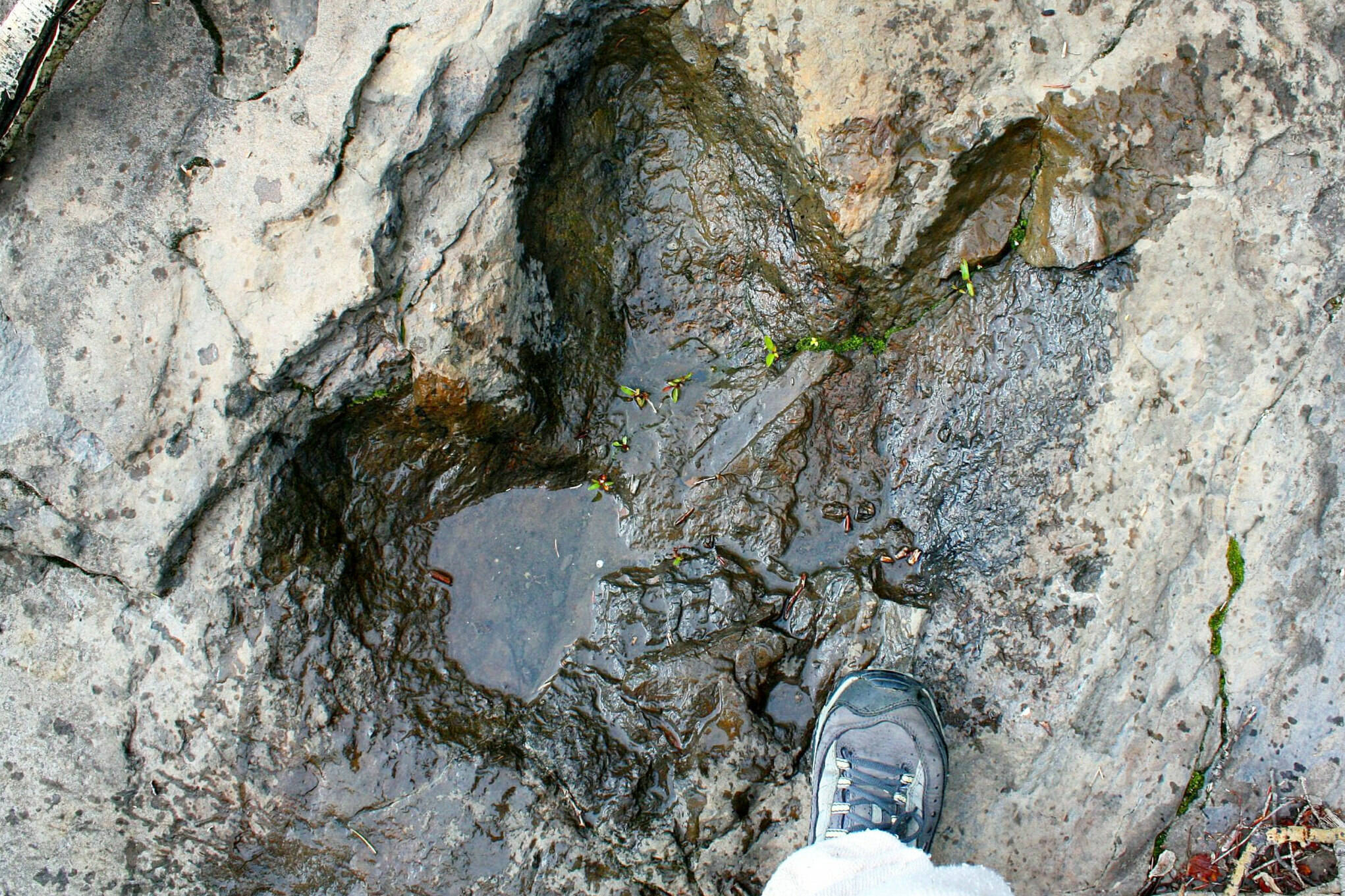 A northeast B.C. dinosaur footprint compared to a human foot. (District of Hudson’s Hope website)